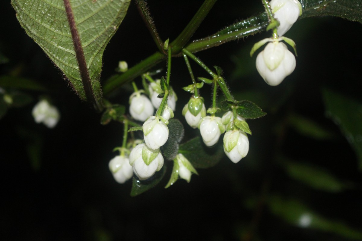 Strobilanthes lupulina Nees